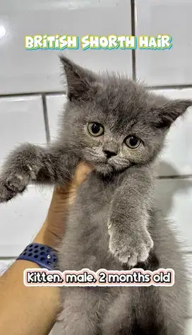 British short hair (BSH) Kitten Male
