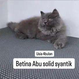 Betina abu solid lucu