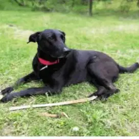 Puppy Puppies Anak Anjing Labrador mix biasa