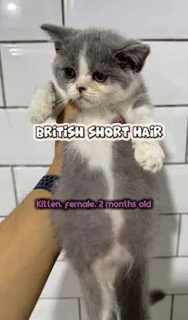 British shirt hair (BSH) Kitten Female