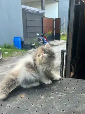 KUCING PEAKNOSE 2BULAN