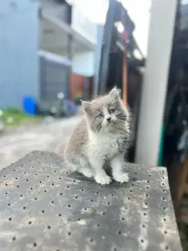 KUCING PERSIA ABU