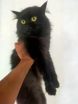 Kucing Persia Flatnose Black solid Betina