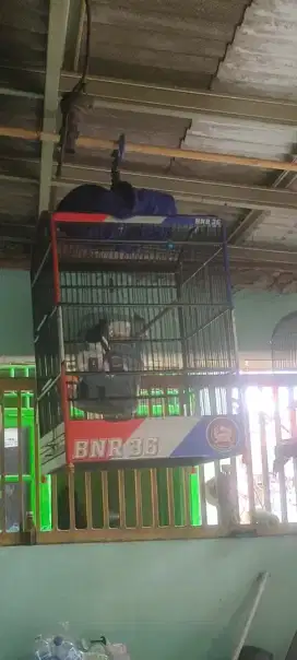 Burung kacer materi mewah