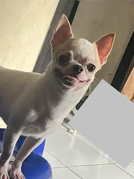 Jual chihuahua jantan