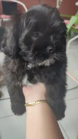 LOKASI BOGOR. Dijual anak anjing Shitzu x Poodle 2Bulan