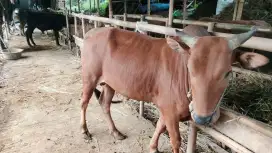 Sapi qurban sehat ( 300kg bali )