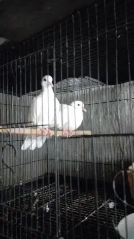 Puter pelung putih sepasang plus kandang