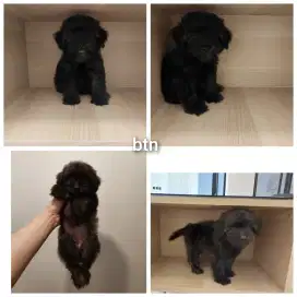Poodle mix pom pompoo !!! No php