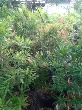 Pepohonan dan pengobatan herbal alternatif