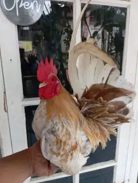 Ayam kate hias kecil lucu