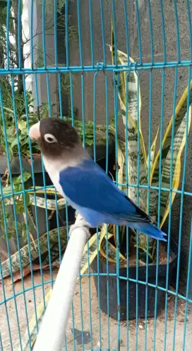 Lovebird jantan mangsi