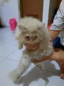 Kucing Persia Medium Long Hair Bulu Kapas