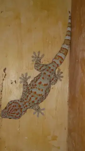 Tokek rumah 49cm