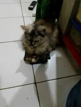 betina persia tortie