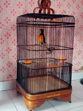 Murai Borneo gacor