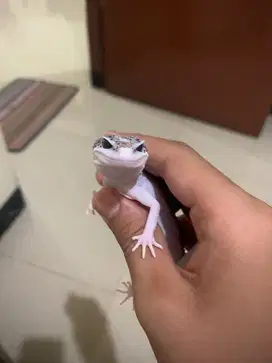 Jual gecko super snow