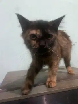 Kucing Persia belang
