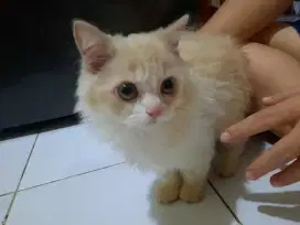 Kucing Persia Medium Bulu Tebal Yogyakarta