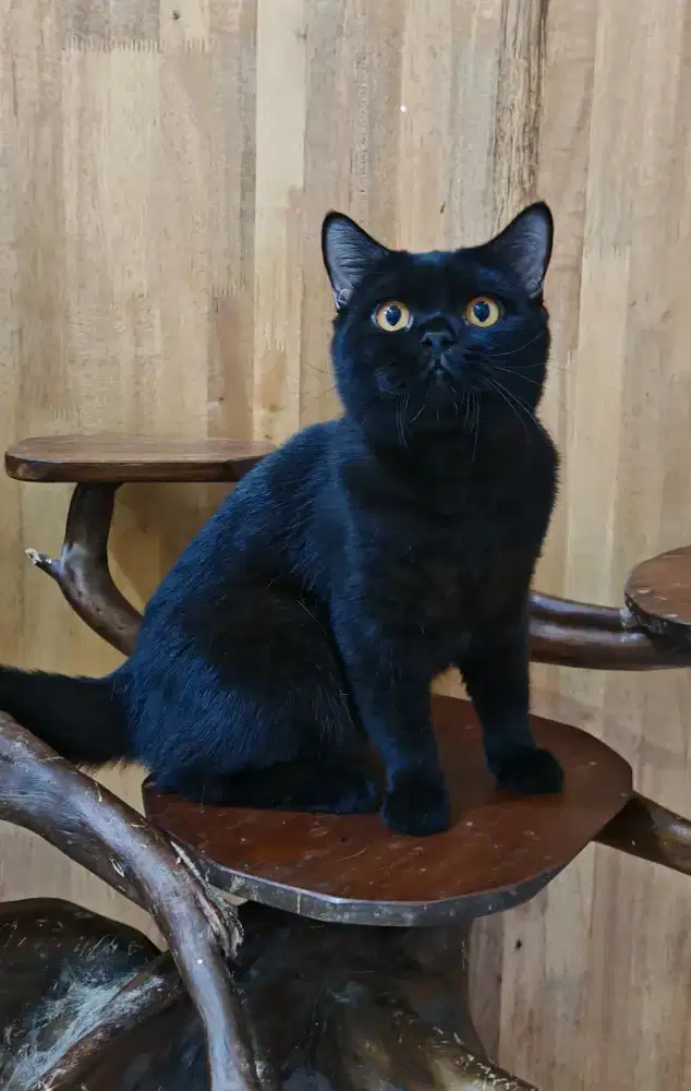 Britishshorthair bsh black