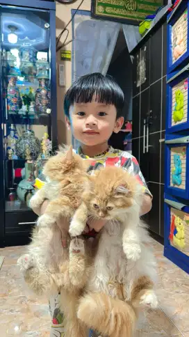 Dijual kucing Persia umur 3 bln (ada 2 anak kucing)