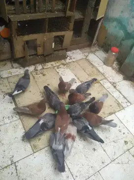 Merpati nya bang mamen
