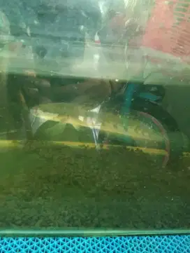 Ikan chana maru ys dan blue pulcra
