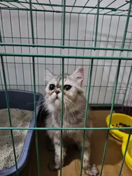 Kucing Flatnose