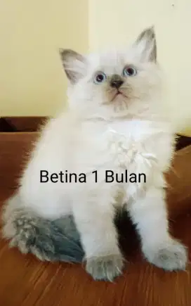 Kitten Himalaya mix