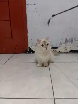 Kucing Munchkin kinkalow/kaki pendek BSH  culry/cebol curl British