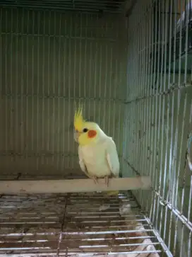 Lutino mata merah jantan