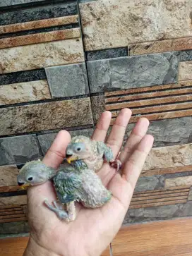 Lolohan lovebird nonklep