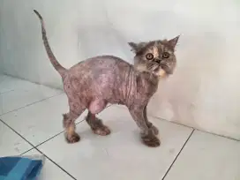 Kucing persia peaknose betina