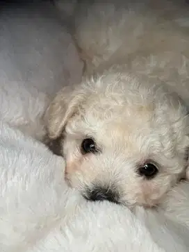 Mini Poodle Female 2 months old