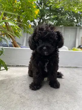 Tiny Poodle for adopt