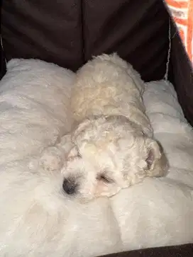 Mini Poodle Female 2 months old