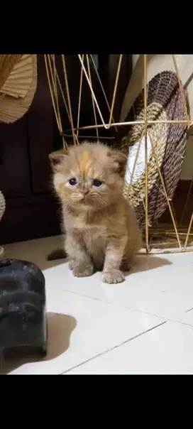 British shorthair tortie cinnamon LANGKA