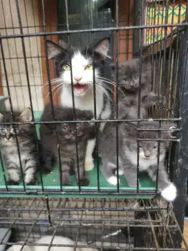 Kitten Mainecoon Mix dan indukan Persia