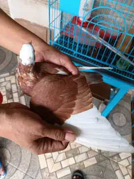 BURUNG DARA BORONGAN