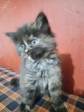 Kucing kitten Persia