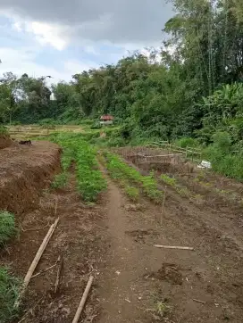 DiButuhkan Seorang Penjaga Kebun Amanah