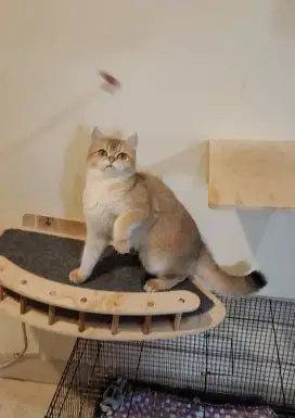 Kucing British Shorthair BSH Golden Kitten Betina