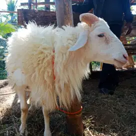 Paket Kambing Murah