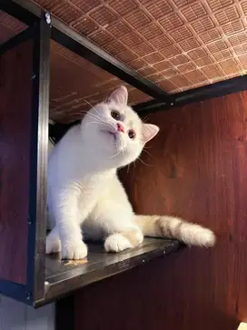 Kucing kitten Munchkin BSH Ns (tdk cebol)