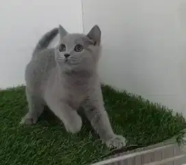 British shorthair