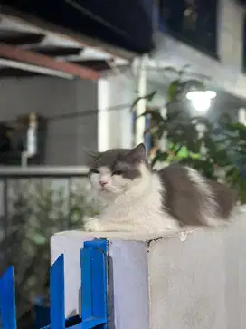 LA kucing Anggora & Persia Wikichiew Jum'at 25 Des 2020 jam 10:30