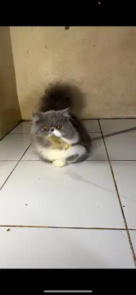 Munchkin peaknose betina