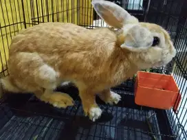 Kelinci Dewasa Jantan