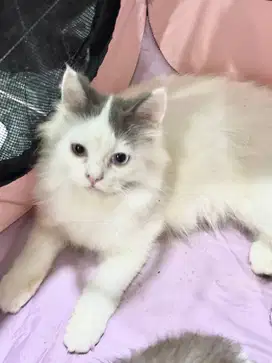 LA kucing Anggora & Persia Tengtong Odd Eye