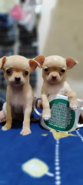 Chihuahua jantan/ betina 2 bl